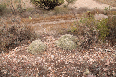 ...Mammillaria compressa-Polster...